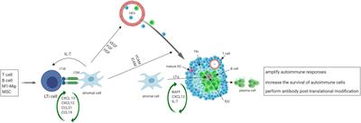 Tertiary lymphoid structures as local perpetuators of organ-specific immune injury: implication for lupus nephritis